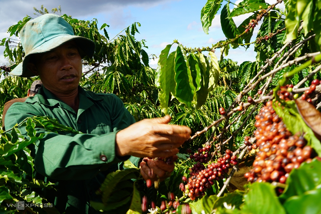 Cà phê chín rục vì không có công nhân hái 2311 4