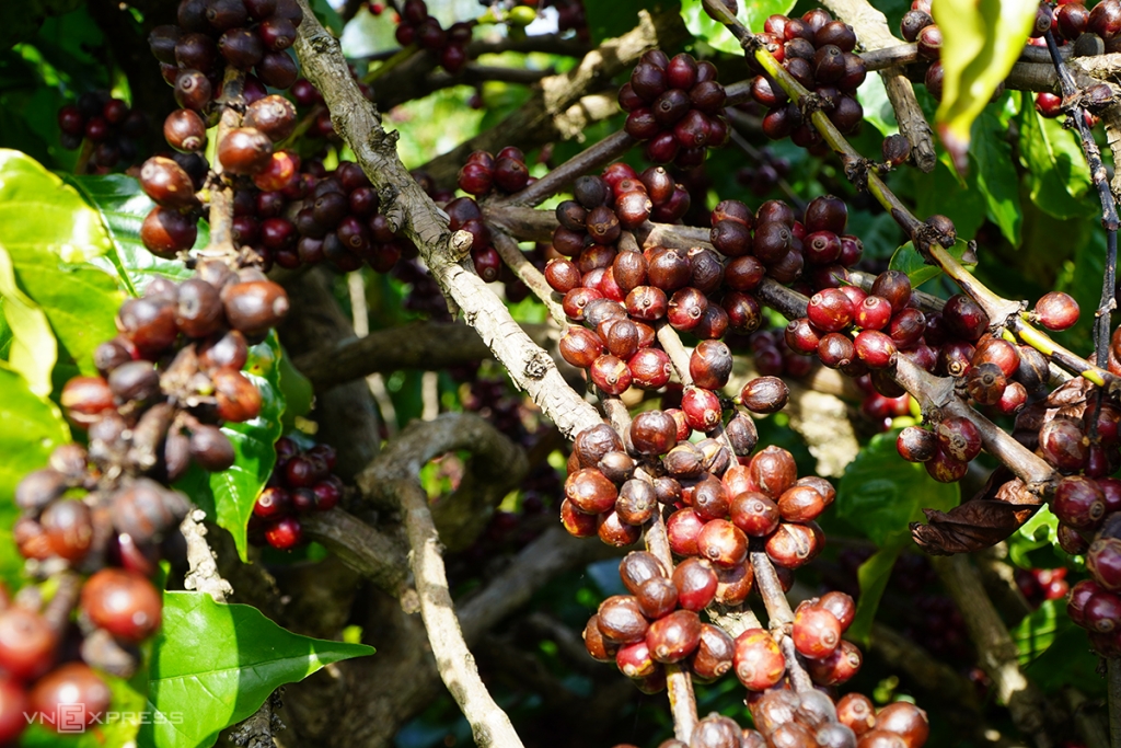 Cà phê chín rục vì không có công nhân hái 2350 5