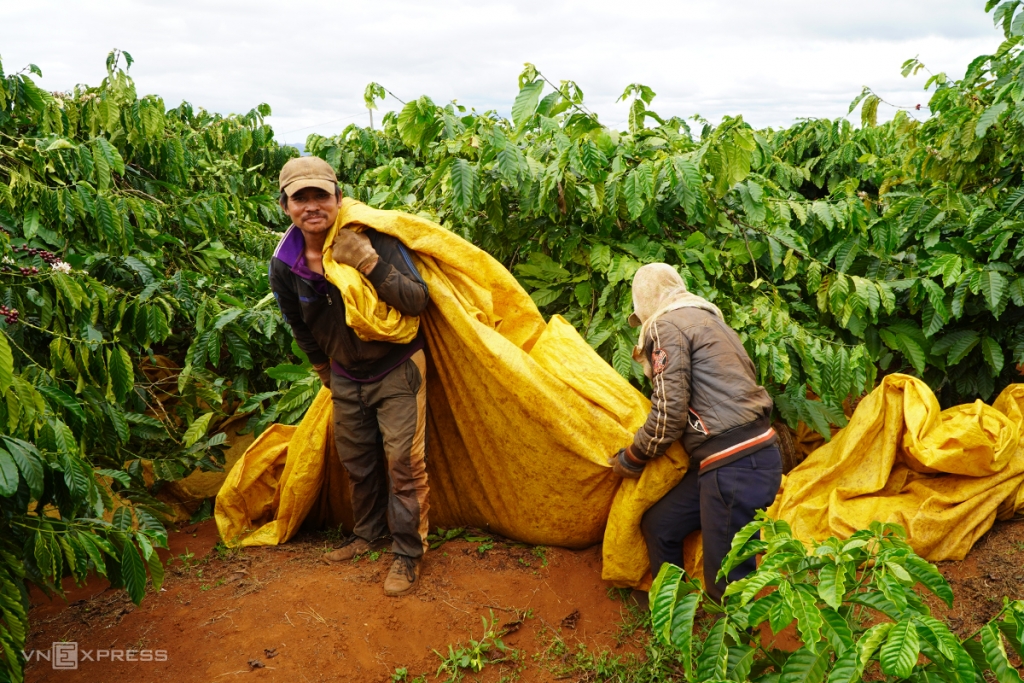 Cà phê chín rục vì không có công nhân hái 2425 6