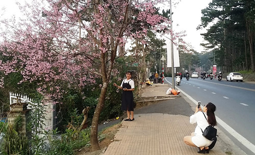 hoa anh dao da lat da bung nu sot ruot thoi diem to chuc ngay hoi