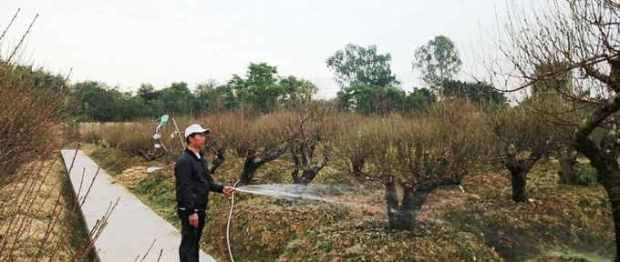 vuon dao co thu hai phong cho tet