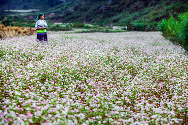 ngo ngang hoa tam giac mach o ha giang khoe sac tai sai gon