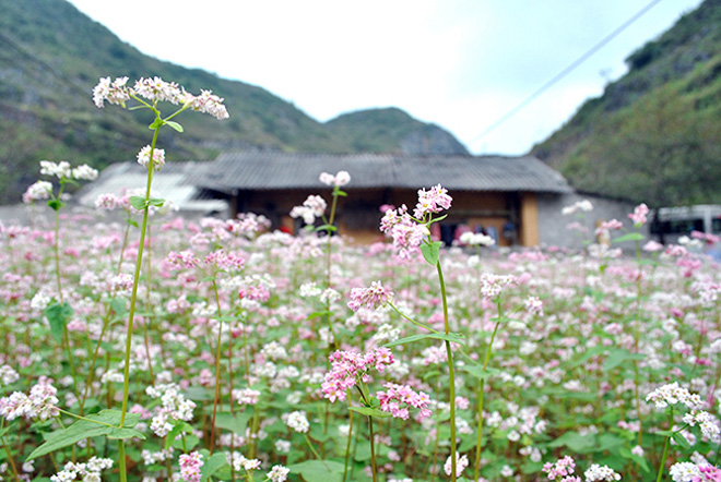 ngo ngang hoa tam giac mach o ha giang khoe sac tai sai gon