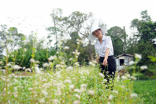 ngo ngang hoa tam giac mach o ha giang khoe sac tai sai gon