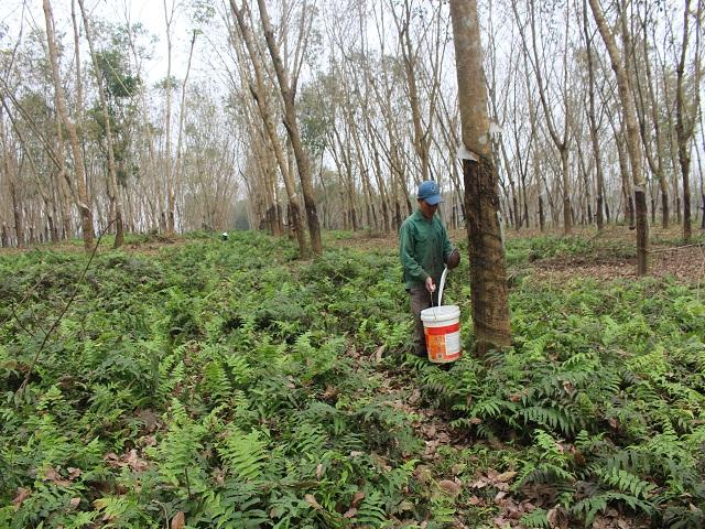 dep ngo ngang rung cao su mua thay la mien giap bien gioi lao