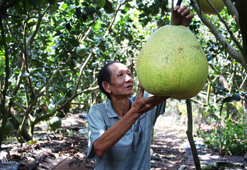 buoi khong lo 8 kg gia mot trieu dong moi trai o mien tay