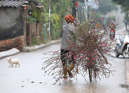 vuon hoa dao nhat tan nhon nhip truoc tet