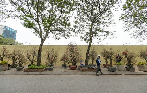 cho dai 2 km ban nhung cay dao hang chuc trieu dong o ha noi