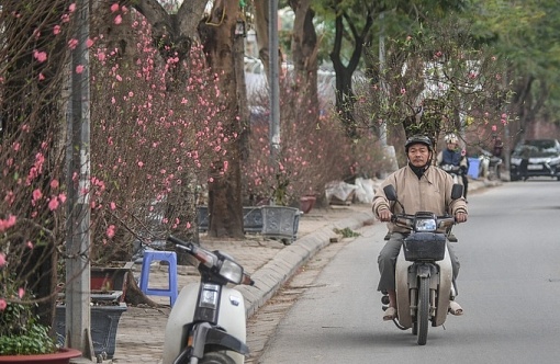 Chợ dài 2 km bán những cây đào hàng chục triệu đồng ở Hà Nội