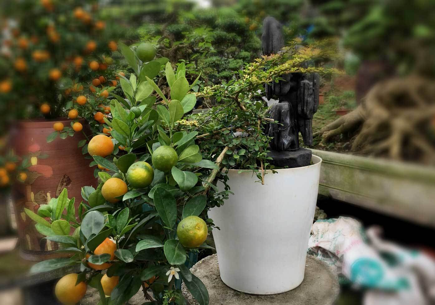 Quất "thăng tiến" bonsai gây sốt, giá chục triệu hút khách dịp Tết quat thang tien bonsai gay sot gia chuc trieu hut khach dip tet
