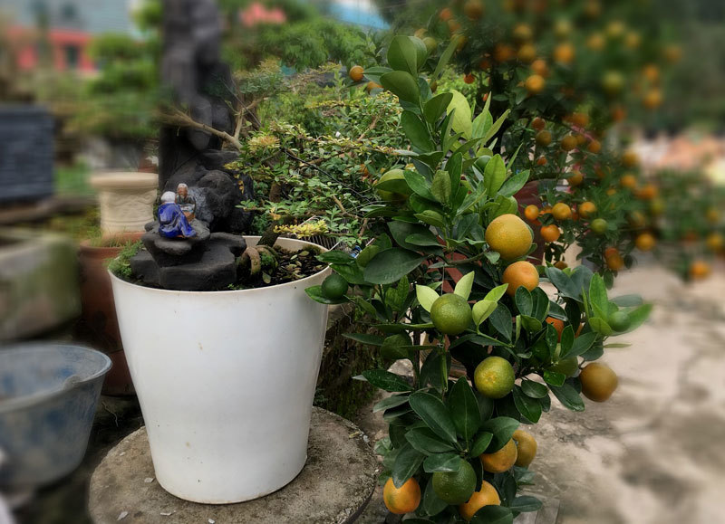 Quất "thăng tiến" bonsai gây sốt, giá chục triệu hút khách dịp Tết quat thang tien bonsai gay sot gia chuc trieu hut khach dip tet
