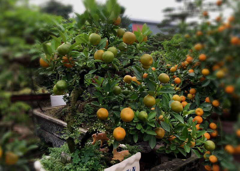 Quất "thăng tiến" bonsai gây sốt, giá chục triệu hút khách dịp Tết quat thang tien bonsai gay sot gia chuc trieu hut khach dip tet