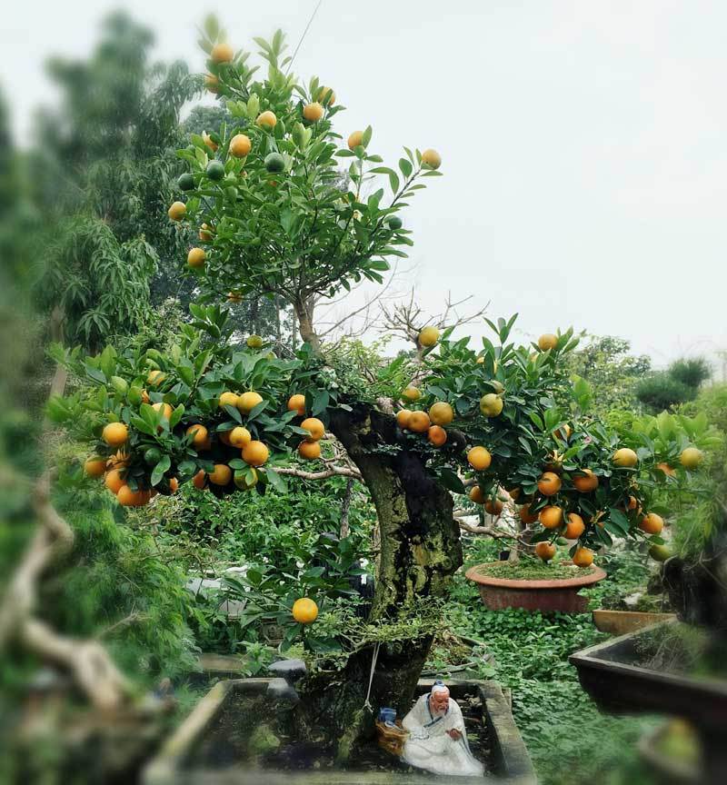 Quất "thăng tiến" bonsai gây sốt, giá chục triệu hút khách dịp Tết quat thang tien bonsai gay sot gia chuc trieu hut khach dip tet