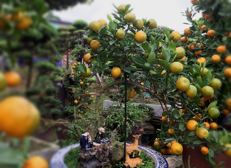 Quất "thăng tiến" bonsai gây sốt, giá chục triệu hút khách dịp Tết quat thang tien bonsai gay sot gia chuc trieu hut khach dip tet