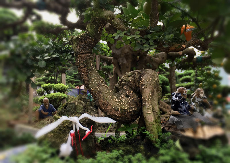 Quất "thăng tiến" bonsai gây sốt, giá chục triệu hút khách dịp Tết quat thang tien bonsai gay sot gia chuc trieu hut khach dip tet