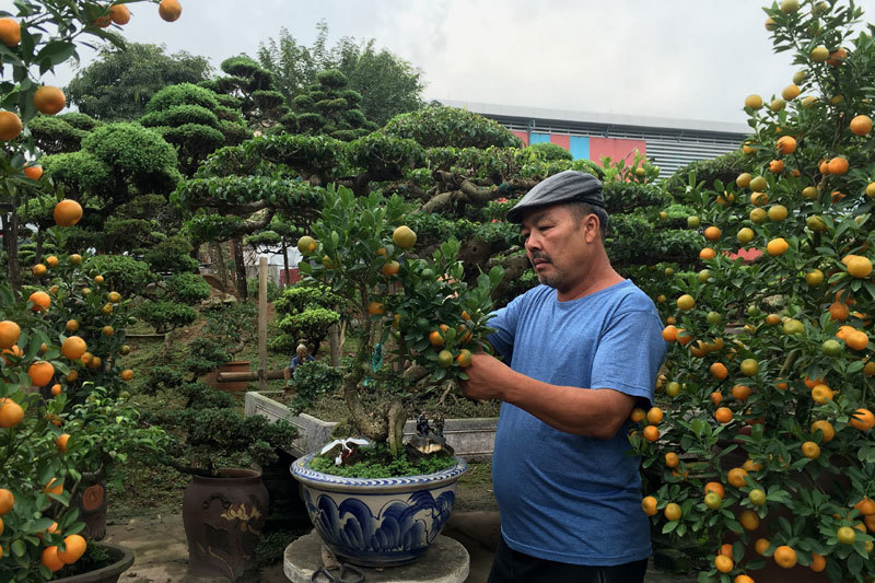 Quất "thăng tiến" bonsai gây sốt, giá chục triệu hút khách dịp Tết quat thang tien bonsai gay sot gia chuc trieu hut khach dip tet
