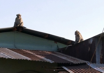 Đàn khỉ quấy phá khu dân cư Sài Gòn