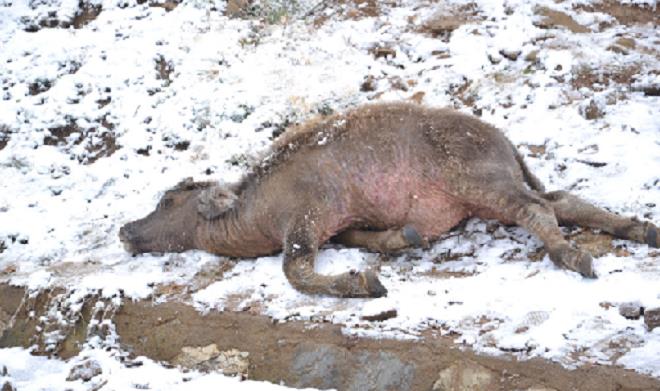 Miền Bắc xuất hiện mưa tuyết dày đặc, hơn 2.000 vật nuôi chết rét - 1
