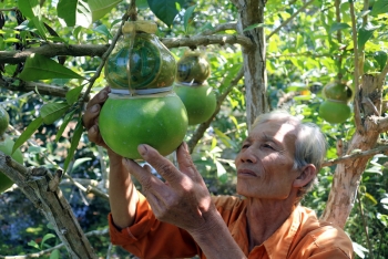 Cây trái “độc, lạ” mùa Tết