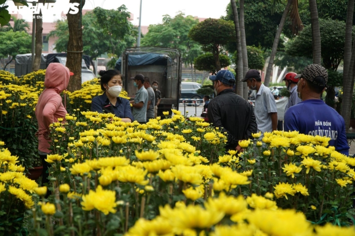 Mai, đào rực rỡ xuống phố Sài Gòn, chủ vườn lo lắng vì vắng người mua - 11