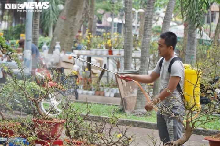 Mai, đào rực rỡ xuống phố Sài Gòn, chủ vườn lo lắng vì vắng người mua - 3
