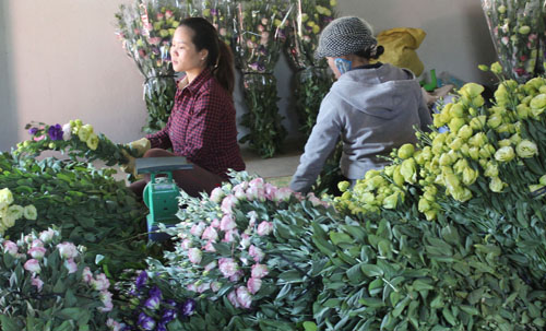 hoa tet da lat gia cao rau re