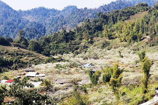 mua hoa man no trang troi cao nguyen moc chau