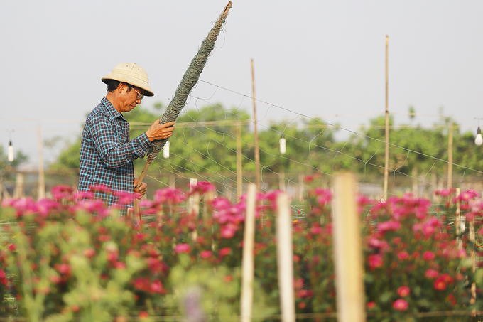 nguoi dan tay tuu thu hoach hoa phuc vu 83