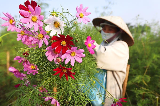 nguoi dan tay tuu thu hoach hoa phuc vu 83