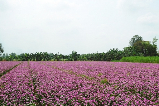 canh dong hoa dua can hut gioi tre o an giang