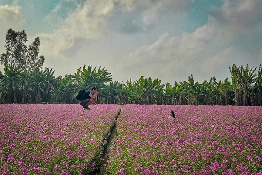 canh dong hoa dua can hut gioi tre o an giang