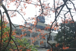 nao long ngam hoa bang lang nhuom tim khap pho phuong ha noi