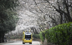Hoa anh đào nở rộ báo hiệu mùa Xuân về tại Vũ Hán