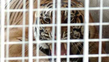 Vườn thú Hà Nội sẽ nhận nuôi 8 con hổ trong chuyên án ở Nghệ An