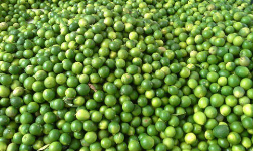 Giá chanh TP HCM tăng gấp bốn, đắt hơn cam sành gia chanh tp hcm tang gap bon dat hon cam sanh