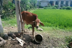 bo chinh sach di lac vao lo mo o quang tri nhieu quan xa bi ky luat