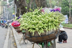 Tháng 4 về, hoa loa kèn tinh khôi sắc trắng tràn ngập phố Hà Nội
