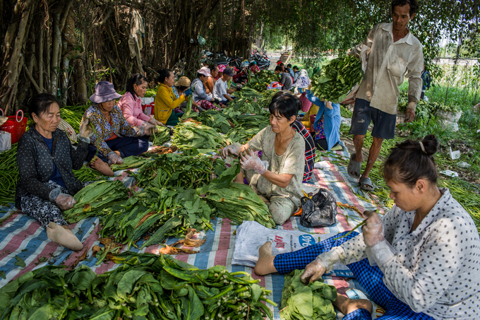 canh dong thuoc lao lon nhat sai gon vao mua thu hoach