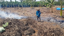 Ồ ạt chặt tiêu trồng chuối cấy mô