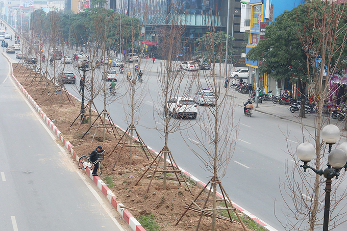 cay phong ra la xanh muot tren pho ha noi