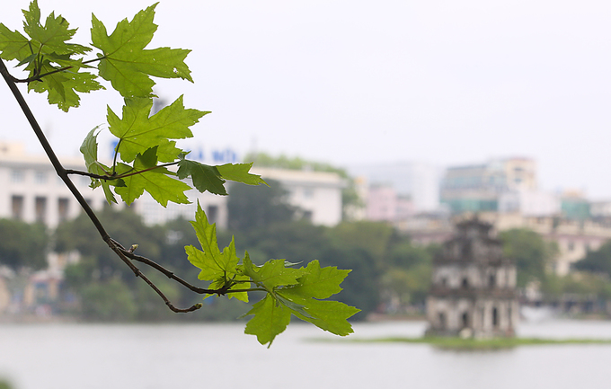 cay phong ra la xanh muot tren pho ha noi