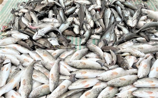 Thanh Hóa điều tra hiện tượng cá chết bất thường ở biển Nghi Sơn - 1