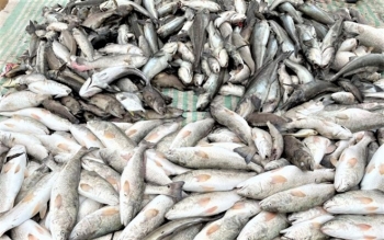 Thanh Hóa điều tra hiện tượng cá chết bất thường ở biển Nghi Sơn