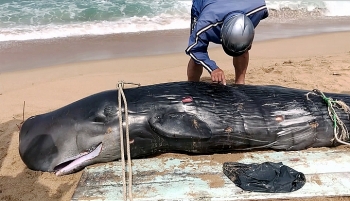 Cá voi 300 kg dạt vào bờ biển Tuy Hòa