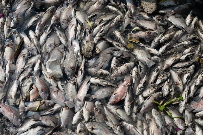 Vì sao cá chết trắng kênh Nhiêu Lộc - Thị Nghè
