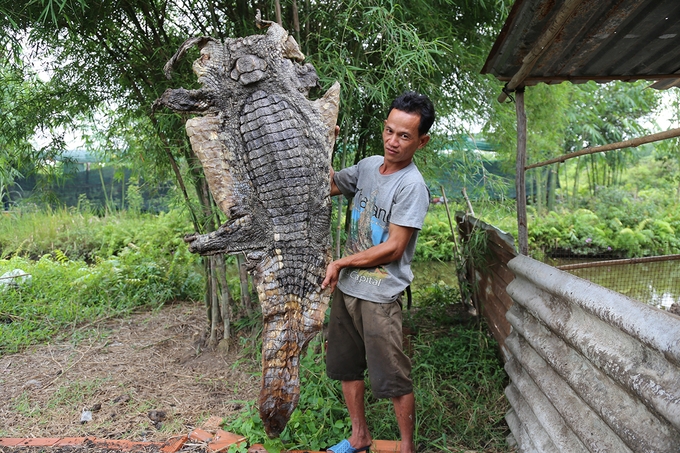 Bắt nhiều cá sấu dưới kênh ven Sài Gòn