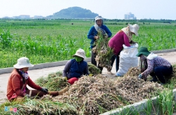 dieu tra lao dong viet keu cuu tu dat khach