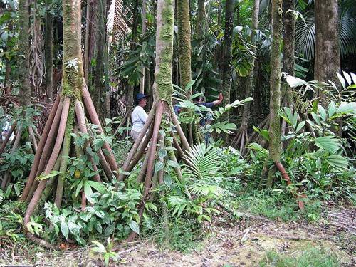 giai ma bi an ve nhung cay co biet di trong rung ecuador