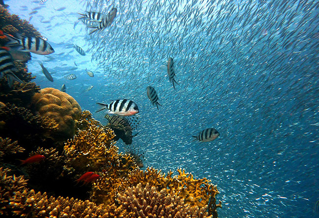 cat ba sanh vai cung maldives jeju trong top nhung hon dao thien duong tai chau a