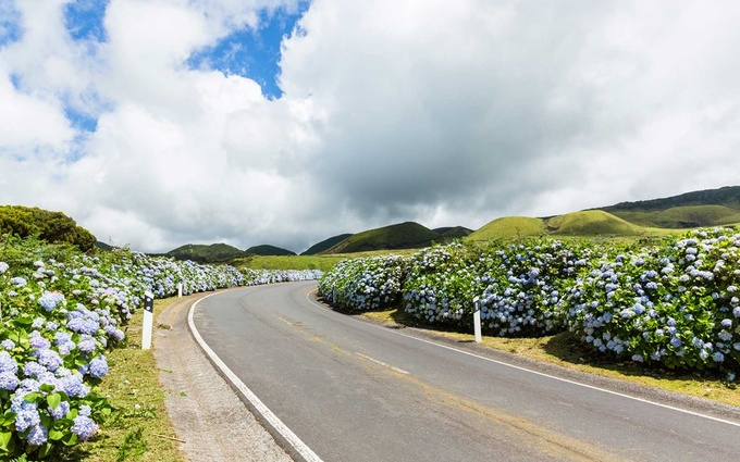 hon dao ngap tran hoa cam tu cau o bo dao nha